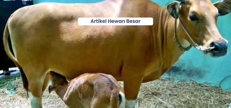 Menjaga Kesehatan Sapi Indukan 1 Menjaga Kesehatan Sapi Indukan