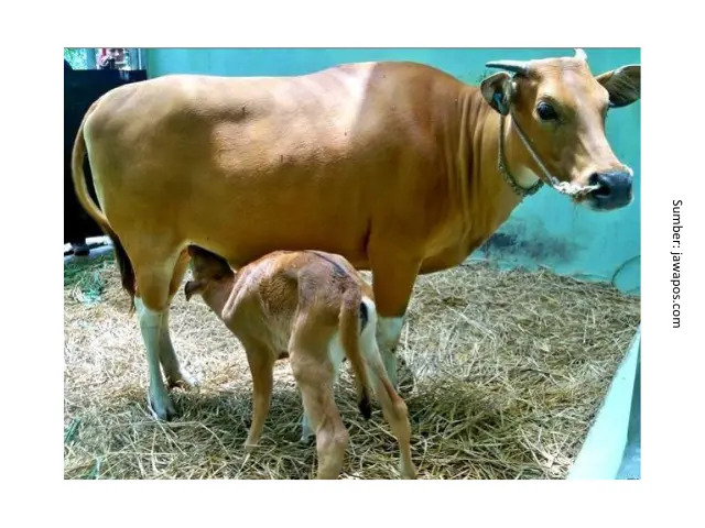 Menjaga Kesehatan Sapi Indukan 1 seekor induk sapi sedang menyusui anak sapi