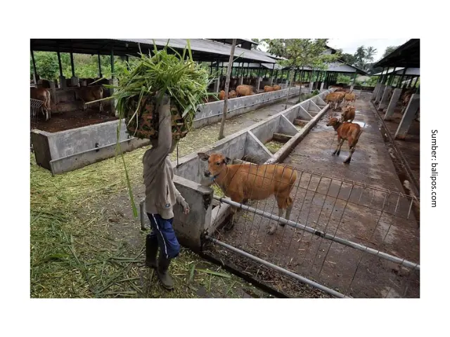 Menjaga Kesehatan Sapi Indukan 2 HB2
