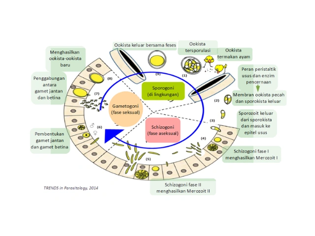 Siaga Ancaman Penyakit di Musim Penghujan 1 AU 1 3