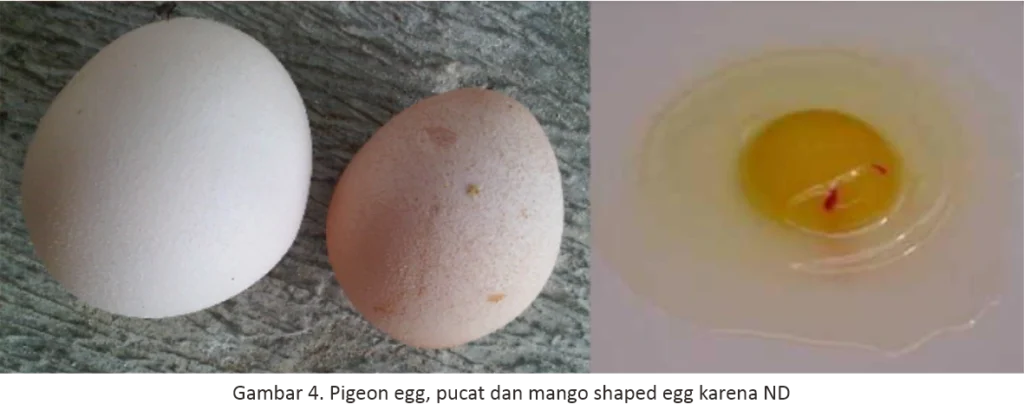 Egg Drop Syndrome dan Langkah Pencegahannya 10 AU 10