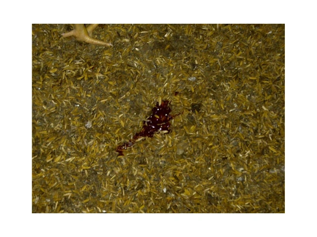 Siaga Ancaman Penyakit di Musim Penghujan 2 AU 2 3