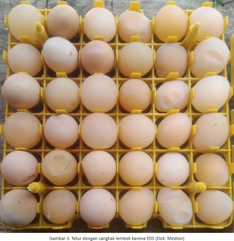 Egg Drop Syndrome dan Langkah Pencegahannya 6 AU 6