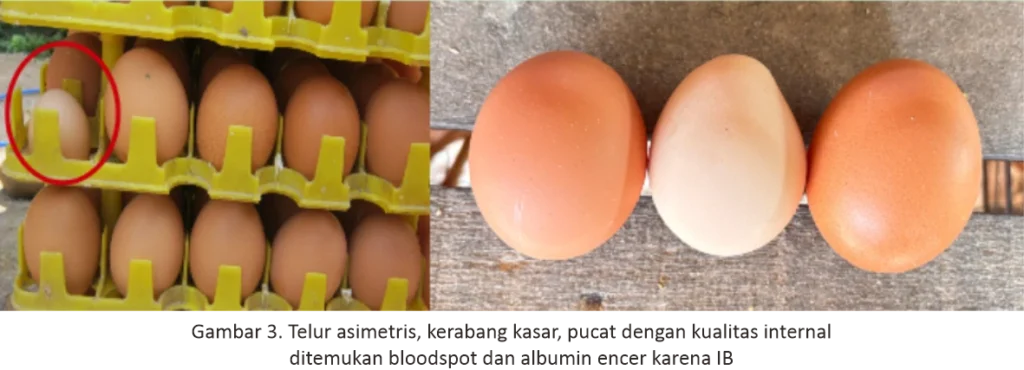 Egg Drop Syndrome dan Langkah Pencegahannya 9 AU 9