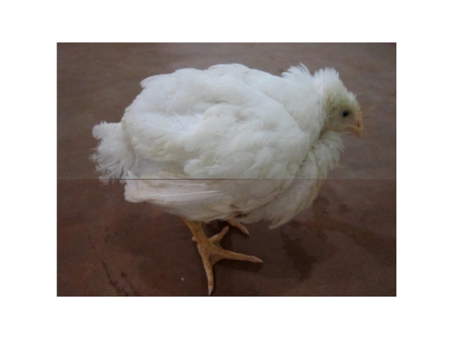 Siaga Ancaman Penyakit di Musim Penghujan 3 AU3