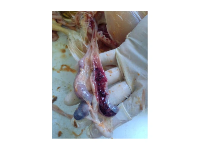 Siaga Ancaman Penyakit di Musim Penghujan 4 AU4