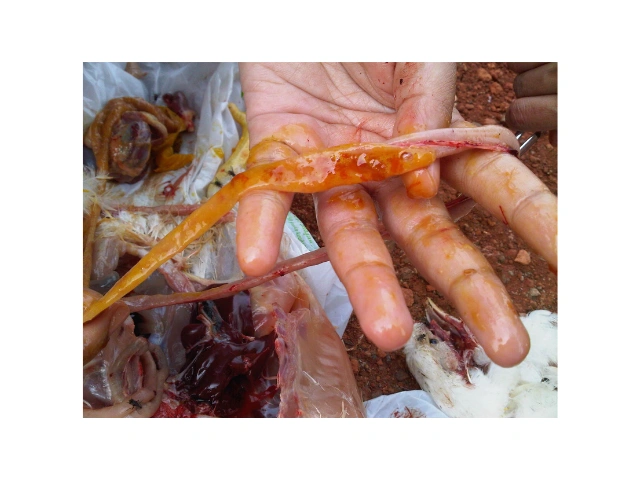 Siaga Ancaman Penyakit di Musim Penghujan 5 AU5