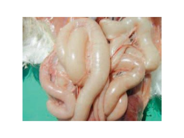 Siaga Ancaman Penyakit di Musim Penghujan 6 AU6