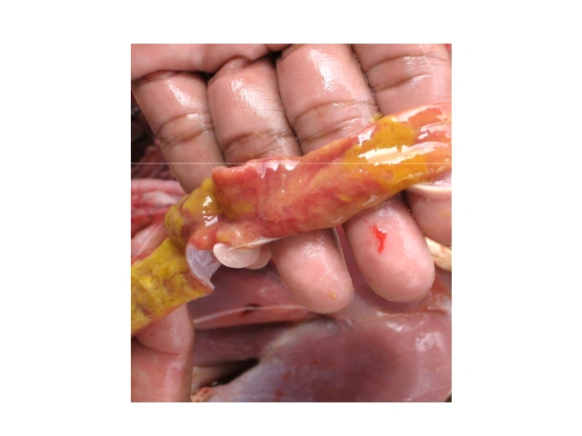 Siaga Ancaman Penyakit di Musim Penghujan 8 AU8