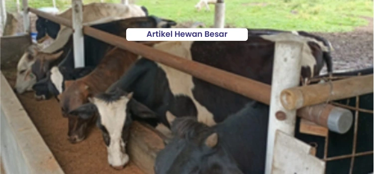 Info Medion 5 Artikel Hewan Besar