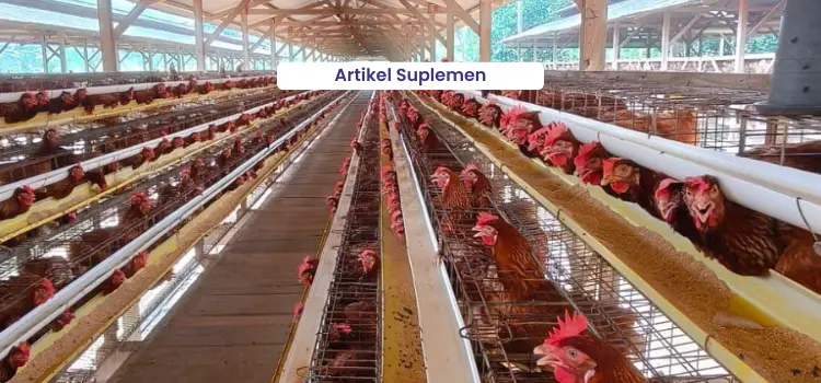 Artikel Suplemen