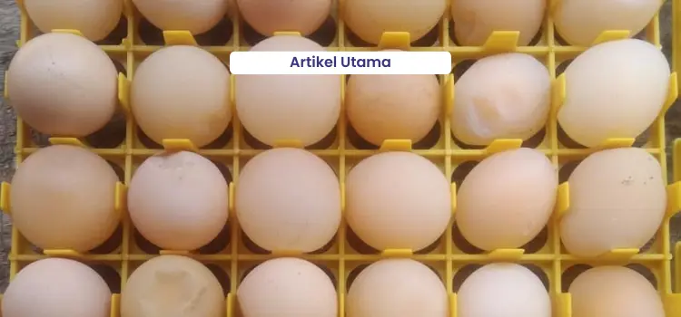 Artikel Utama