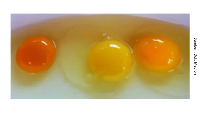 Penggunaan Limbah Wafer/Biskuit pada Pakan Ayam Petelur 3 FFB3 e1759307042156