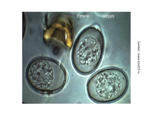 Resistensi Antiprotozoa pada Unggas 1 KT 1 1