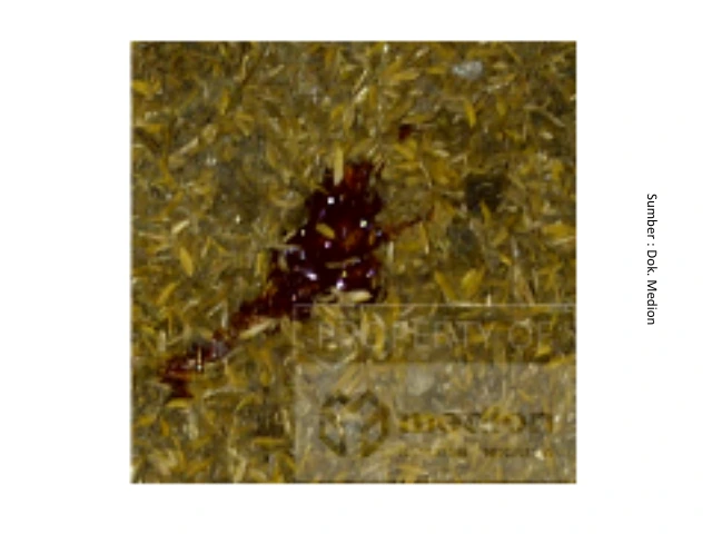 Resistensi Antiprotozoa pada Unggas 2 KT 2 1