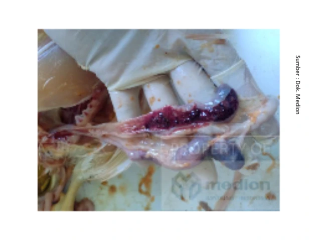 Resistensi Antiprotozoa pada Unggas 4 KT 4