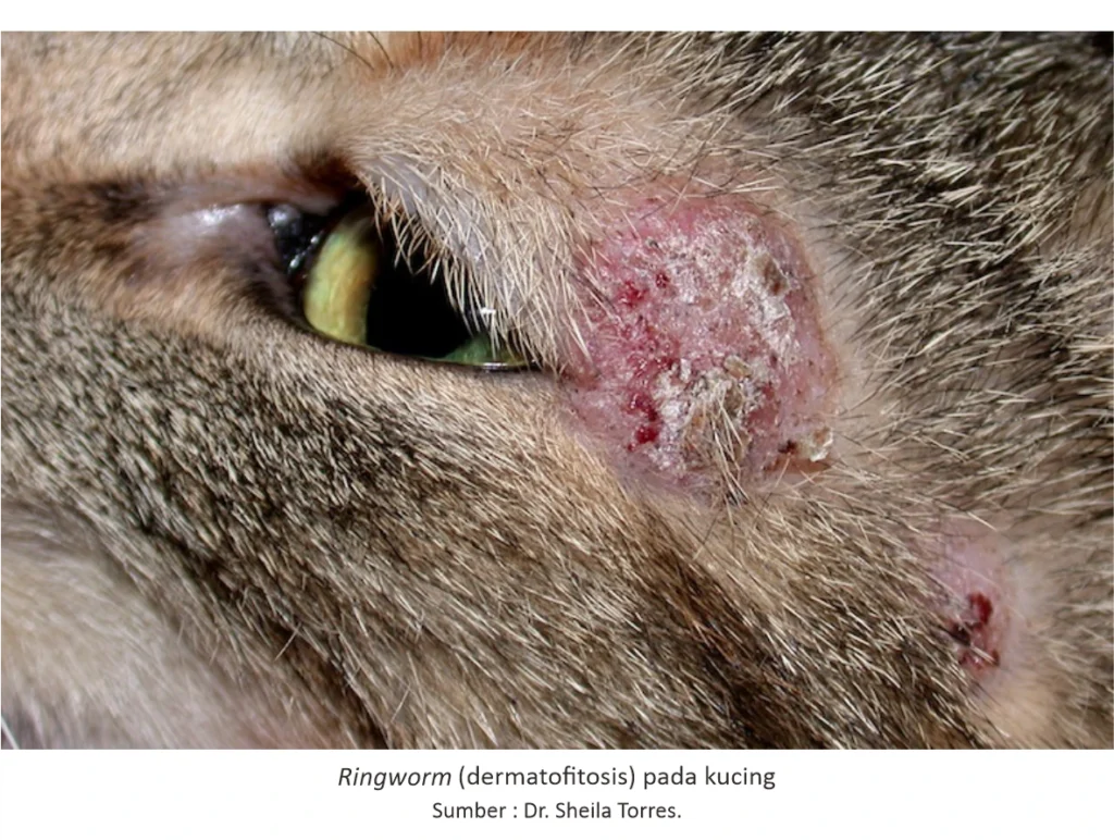 Mengatasi Jamur (Ringworm) pada Kucing 1 PET 1