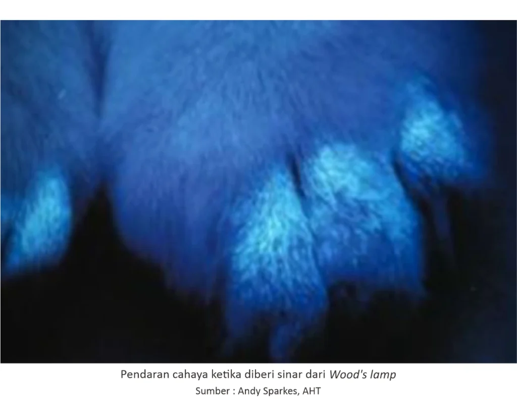 Mengatasi Jamur (Ringworm) pada Kucing 2 PET 2