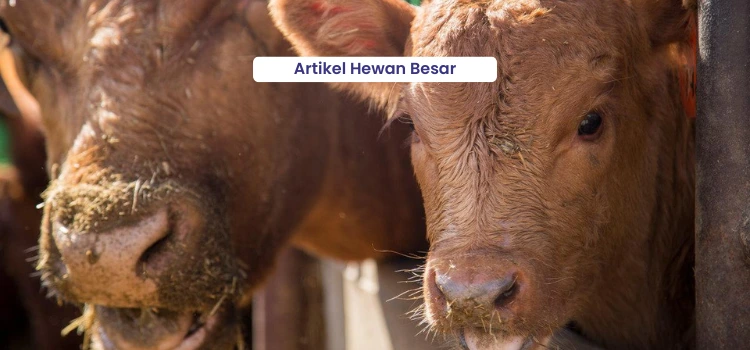 Artikel Hewan Besar