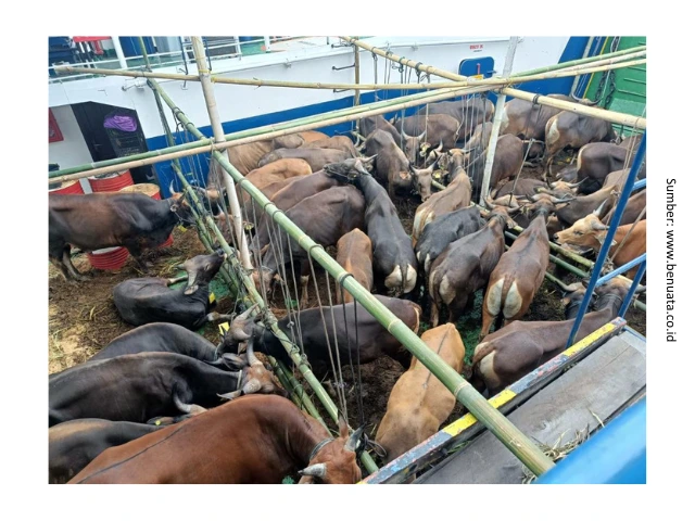 Kenali Tantangan Stres pada Sapi Potong dan Pencegahannya 2 HB2 2