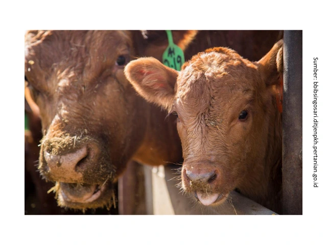 Kenali Tantangan Stres pada Sapi Potong dan Pencegahannya 1 HB2