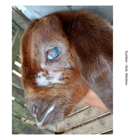 Mata Merah pada Ternak? Kenali Pink Eye dan Cara Penanganannya 1 1.2 e1765355028184