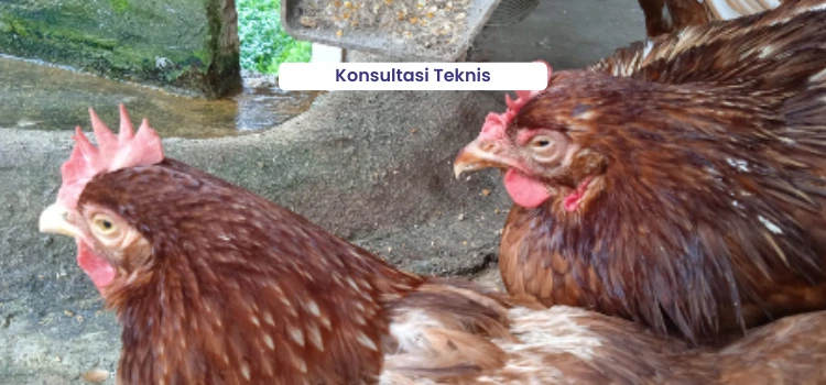 Konsultasi Teknis