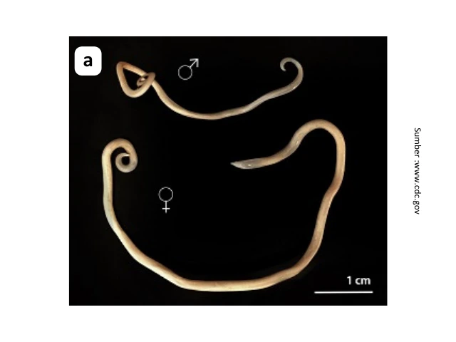 Tanda Anjing Cacingan dan Cara Mengobatinya 1 pet 1