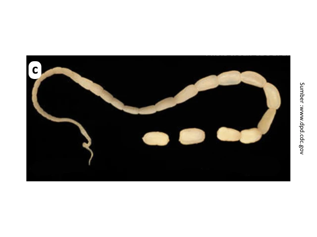 Tanda Anjing Cacingan dan Cara Mengobatinya 3 pet 3