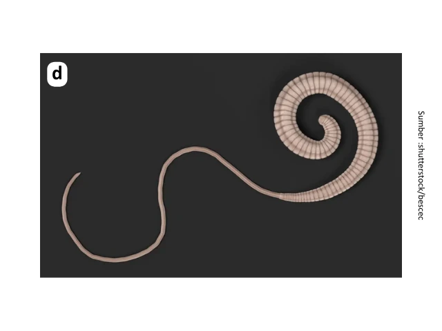 Tanda Anjing Cacingan dan Cara Mengobatinya 4 pet 4