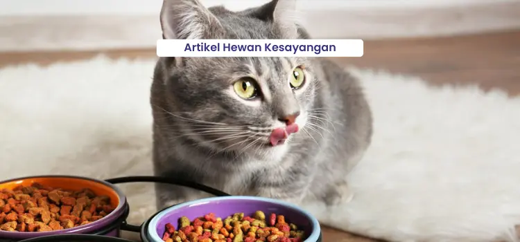 Tips Pergantian Pakan untuk Kucing Kesayangan Anda