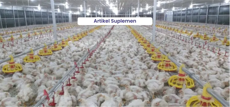Artikel Suplemen