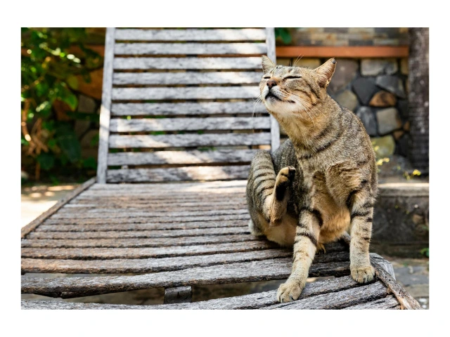 Pasca Liburan, Waspadai Ancaman Kutu pada Anabul! 1 HK