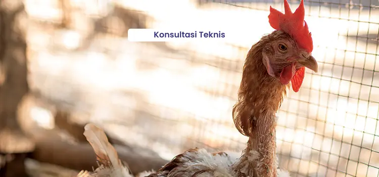 Technical Consulting