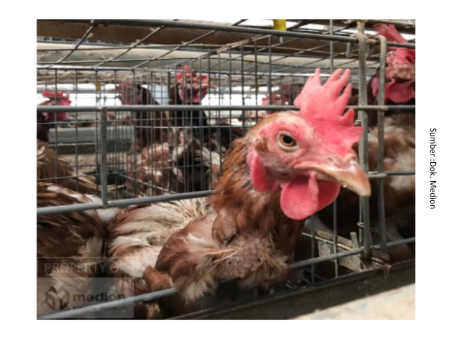Cacingan pada Ayam Petelur : Dampak terhadap Performa dan Strategi Pengendaliannya 1 au 1