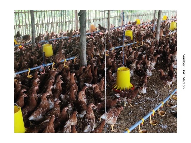 Cacingan pada Ayam Petelur : Dampak terhadap Performa dan Strategi Pengendaliannya 2 au 2