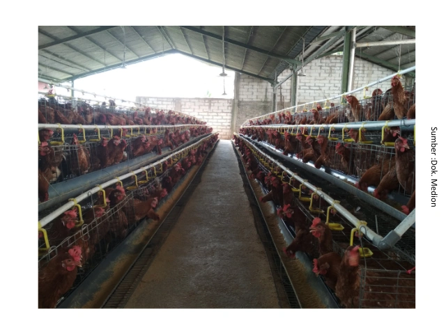 Cacingan pada Ayam Petelur : Dampak terhadap Performa dan Strategi Pengendaliannya 3 au 3