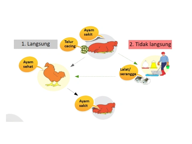 Cacingan pada Ayam Petelur : Dampak terhadap Performa dan Strategi Pengendaliannya 4 au 4