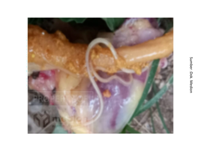 Cacingan pada Ayam Petelur : Dampak terhadap Performa dan Strategi Pengendaliannya 6 au 6