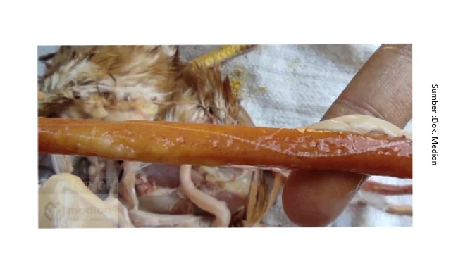 Cacingan pada Ayam Petelur : Dampak terhadap Performa dan Strategi Pengendaliannya 9 au 9 e1775441124539