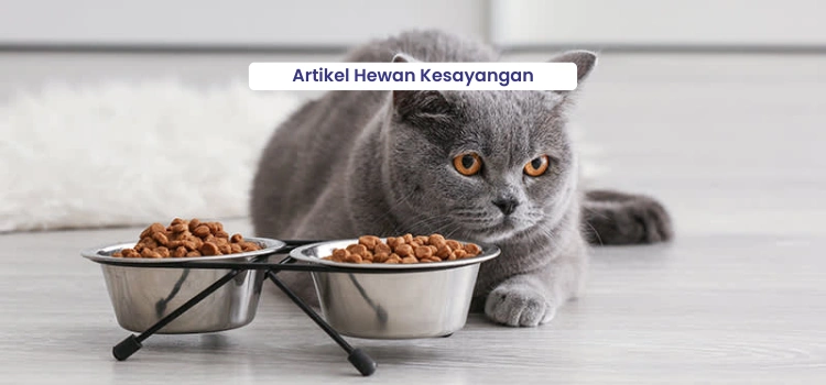 Pet Articles