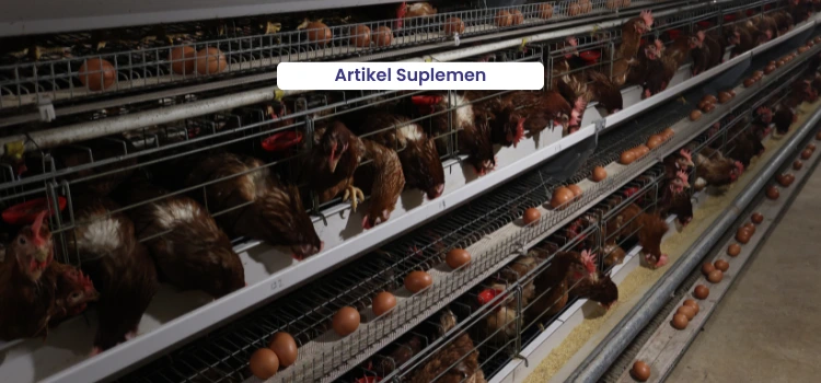 Artikel Suplemen