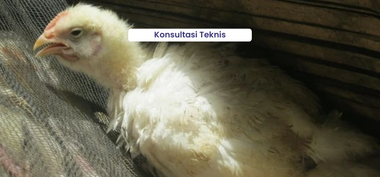 Konsultasi Teknis