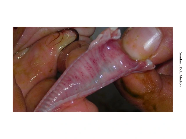 kt 4