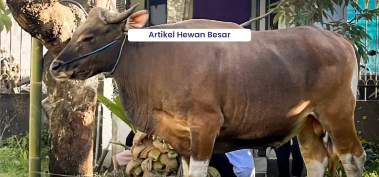 how to treat liver flukes in cattle
