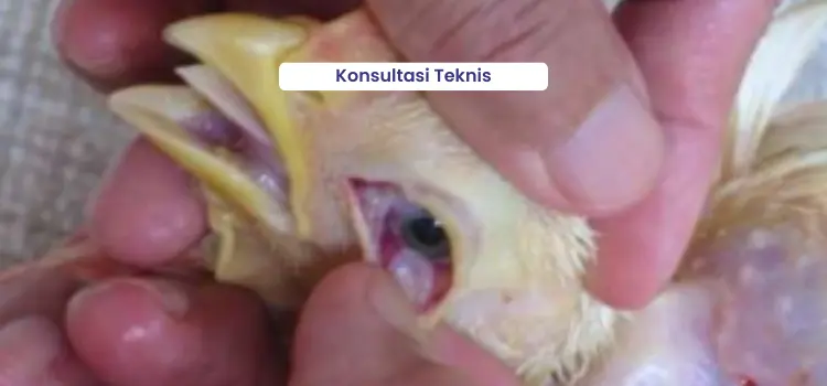 konsultasi teknis pada ayam broiler