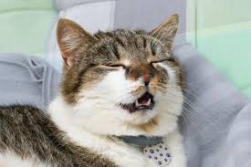 Cat Flu
