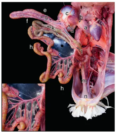 Address Digestive Issues That Disrupt Layer 1 Productivity main article July 1