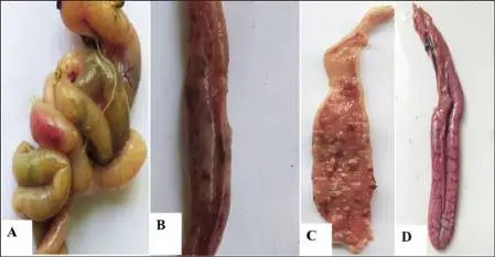 Address Digestive Issues That Disrupt Layer 9 Productivity main article July 9