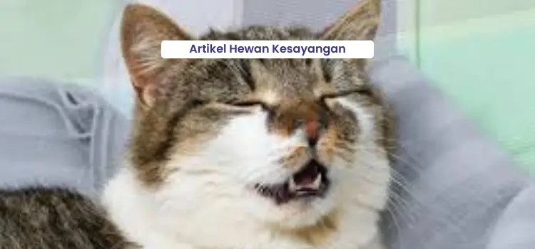 the cat has a cold